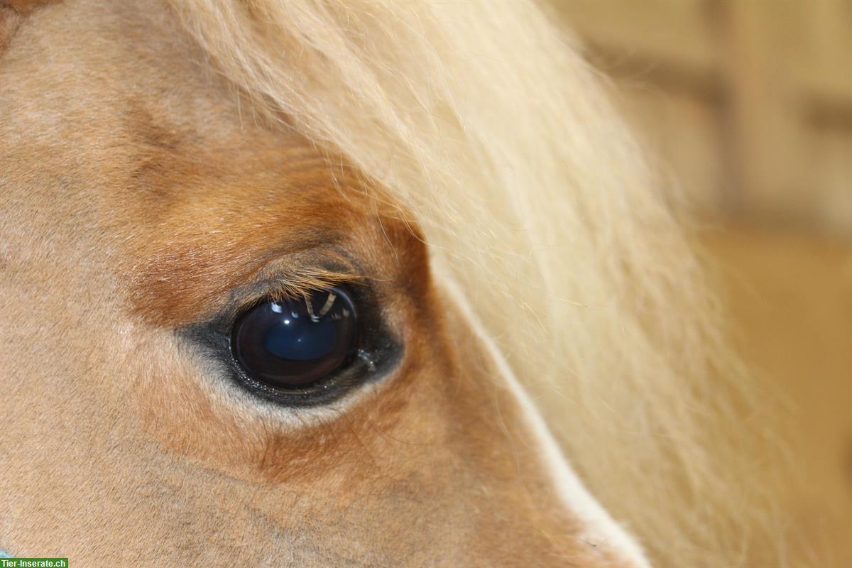 Bild 2: Suchen Sportliches Mädchen für Jump&Run mit Mini-Horses