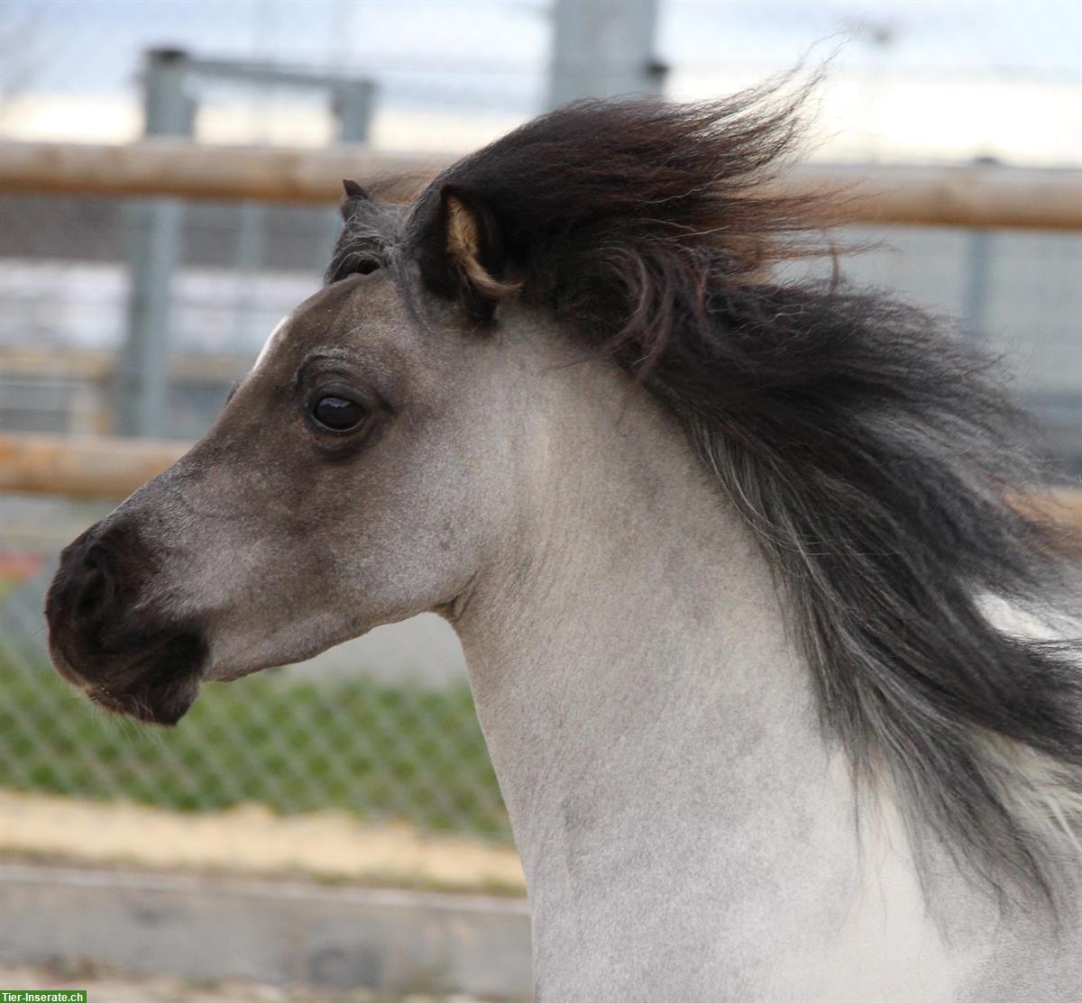 Bild 3: Suchen Sportliches Mädchen für Jump&Run mit Mini-Horses
