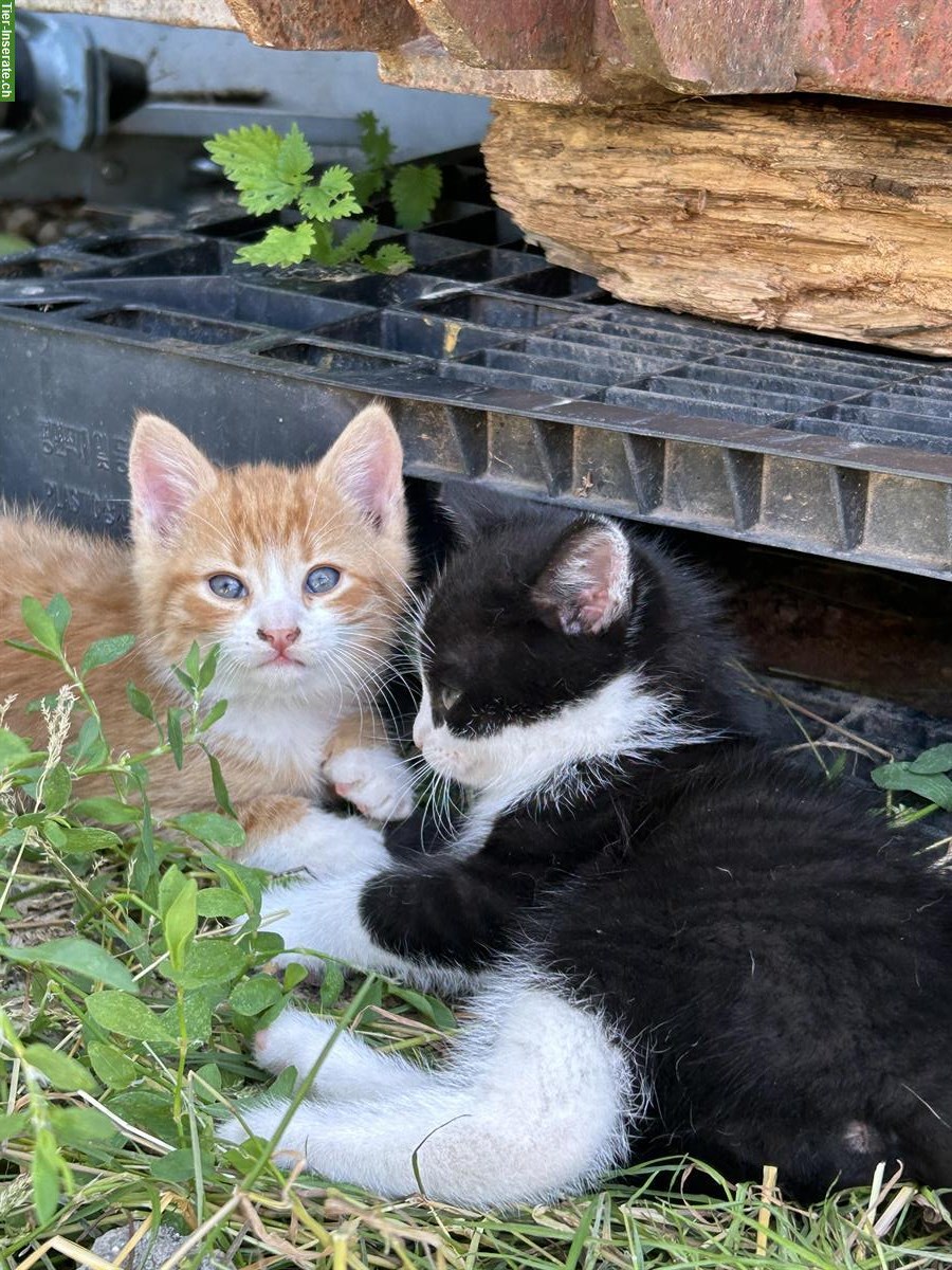 Junge Bauernhof Katzen zu verkaufen