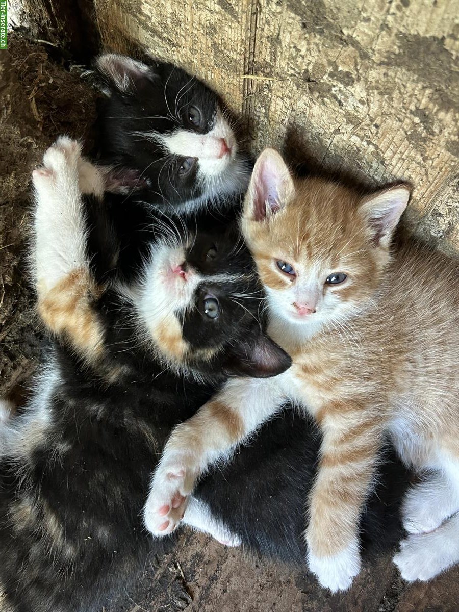 Bild 2: Junge Bauernhof Katzen zu verkaufen