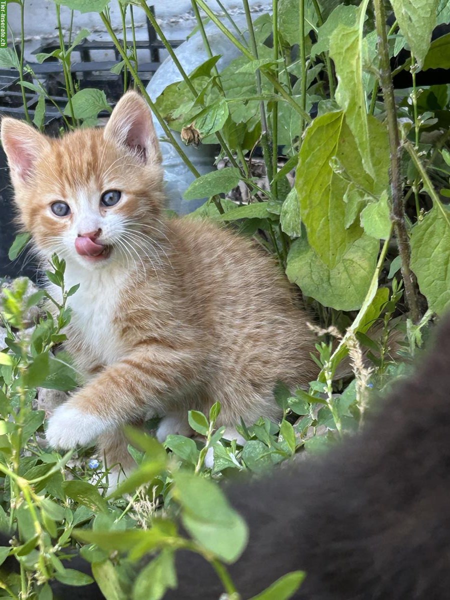 Bild 3: Junge Bauernhof Katzen zu verkaufen