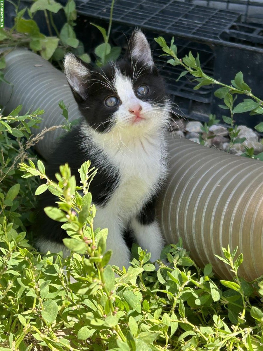 Bild 5: Junge Bauernhof Katzen zu verkaufen