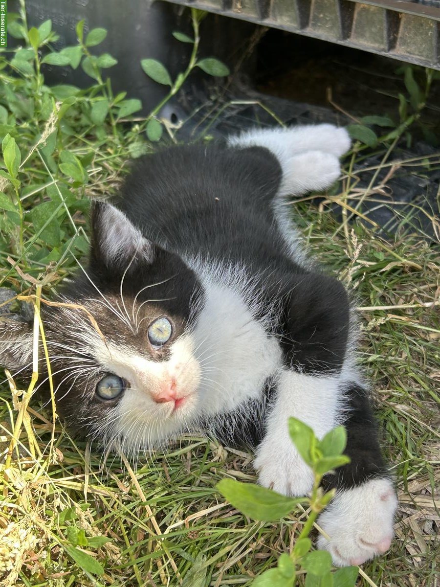 Bild 6: Junge Bauernhof Katzen zu verkaufen