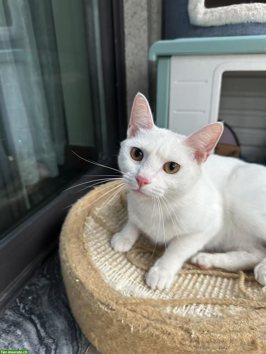 1-jährige Katze Sweety sucht neues Zuhause