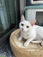 1-jährige Katze Sweety sucht neues Zuhause