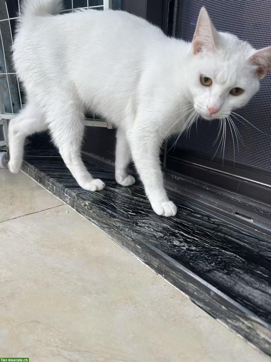Bild 2: 1-jährige Katze Sweety sucht neues Zuhause