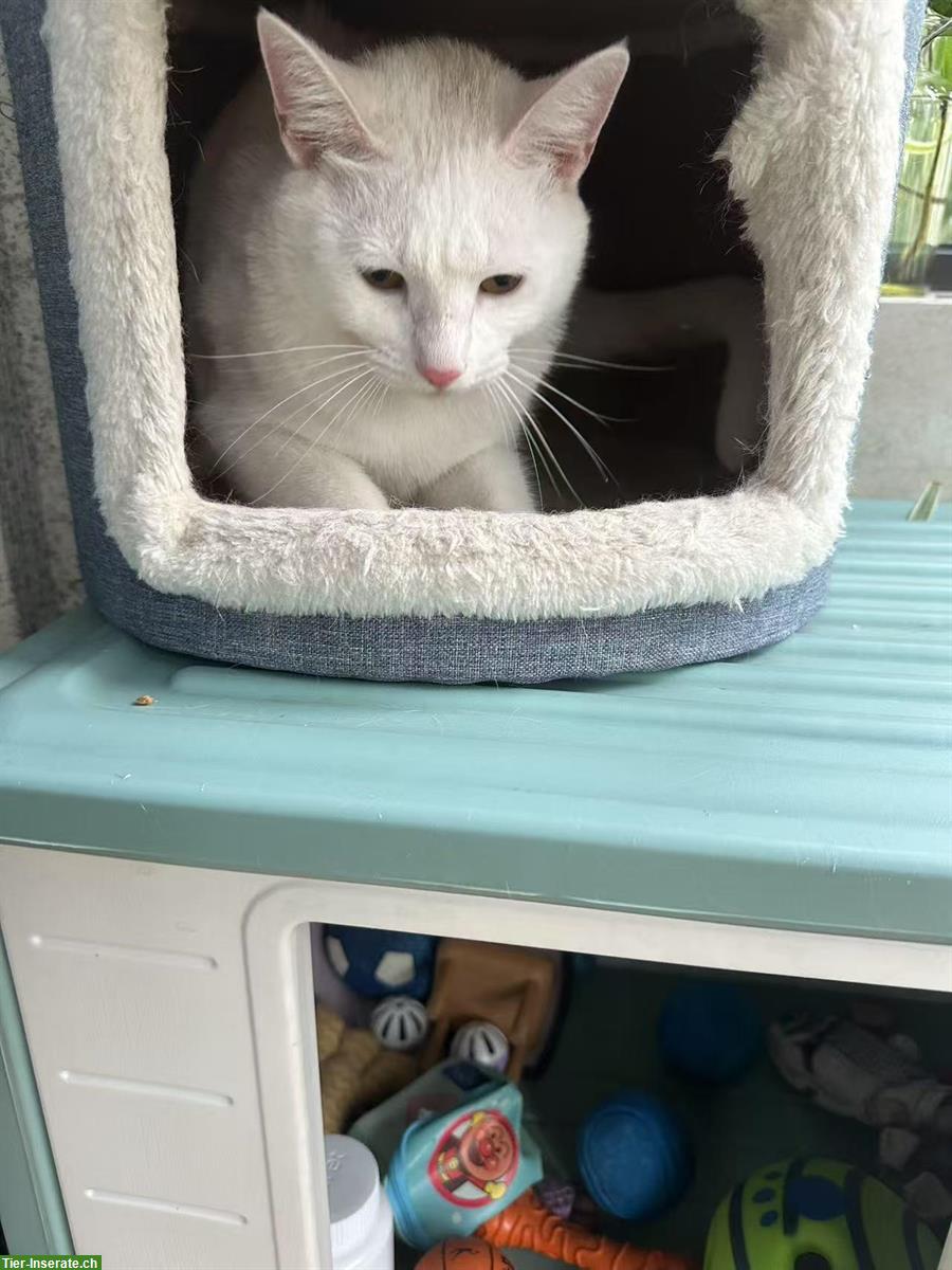 Bild 3: 1-jährige Katze Sweety sucht neues Zuhause
