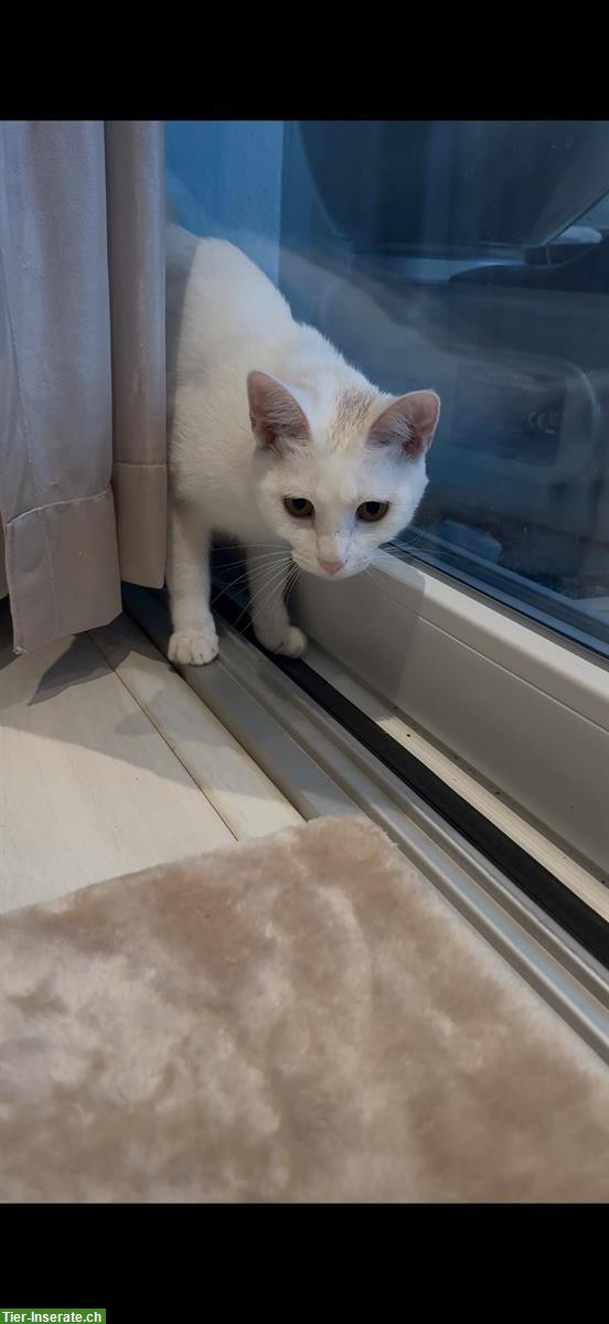 Bild 4: 1-jährige Katze Sweety sucht neues Zuhause