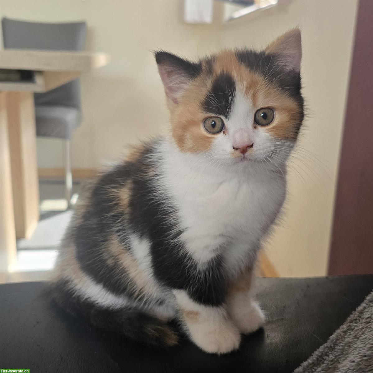 BKH Kitten weiblich direkt vom Züchter