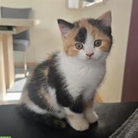 BKH Kitten weiblich direkt vom Züchter