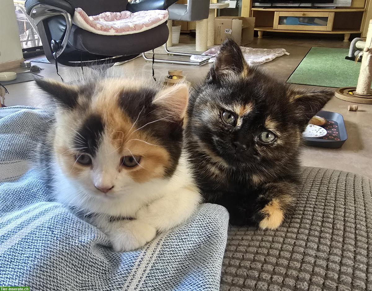 Bild 2: BKH Kitten weiblich direkt vom Züchter
