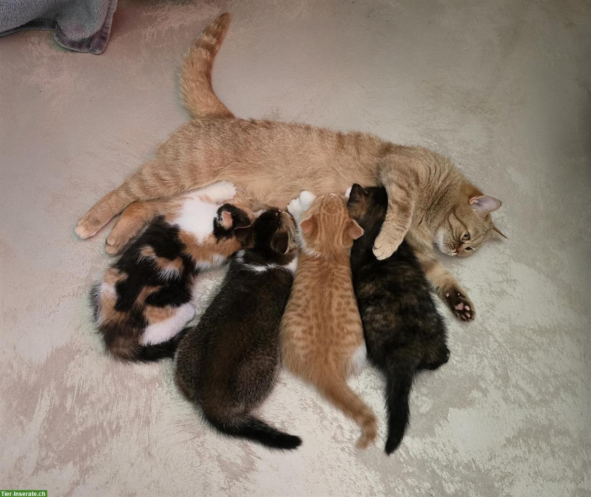 Bild 3: BKH Kitten weiblich direkt vom Züchter