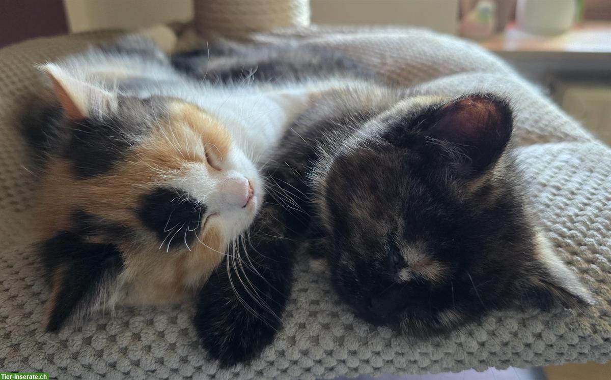 Bild 4: BKH Kitten weiblich direkt vom Züchter