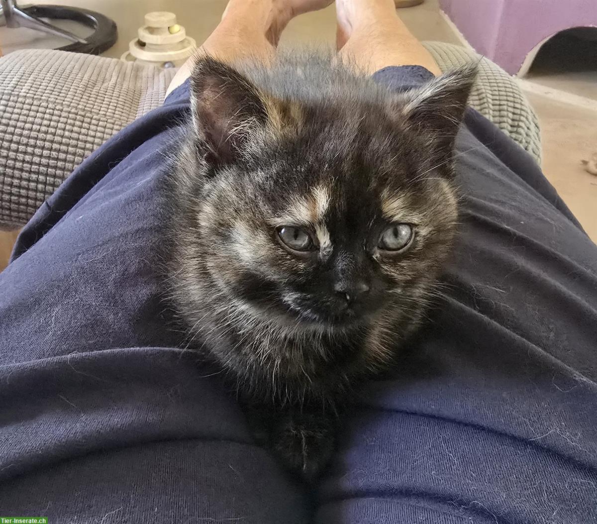 Bild 5: BKH Kitten weiblich direkt vom Züchter