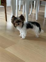 3-jährige Biewer Terrier Hündin
