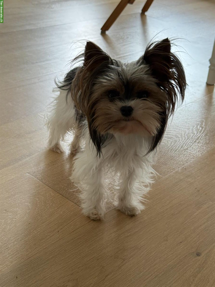 Bild 2: 3-jährige Biewer Terrier Hündin