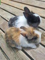 Junge Löwenkopf Zwerghasen, Männchen und Weibchen