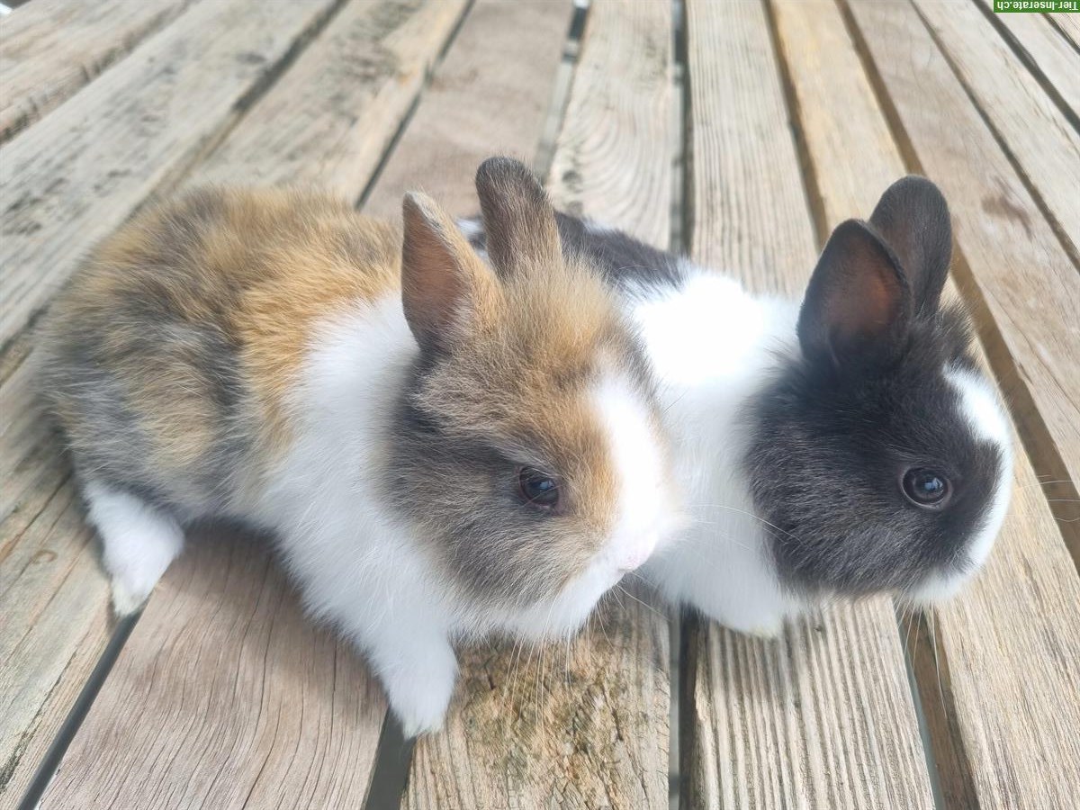Bild 2: Junge Löwenkopf Zwerghasen, Männchen und Weibchen