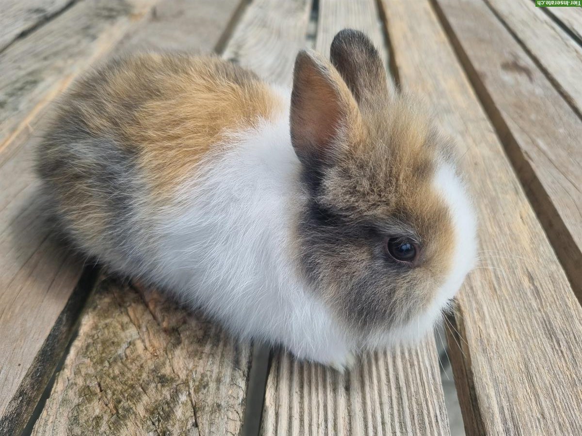 Bild 4: Junge Löwenkopf Zwerghasen, Männchen und Weibchen