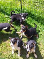 Cattle Dog mix Welpen suchen ein Zuhause