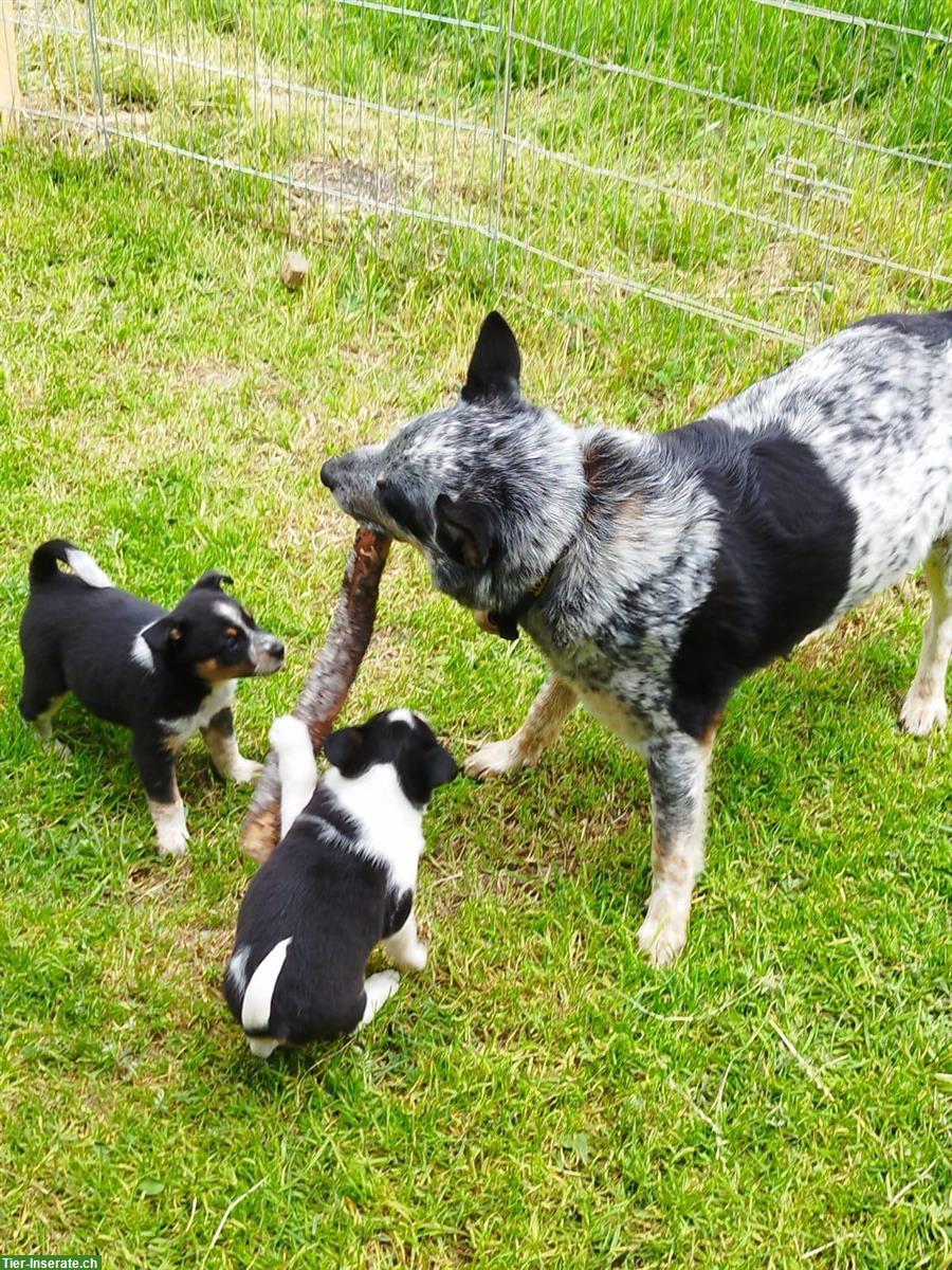 Bild 2: Cattle Dog mix Welpen suchen ein Zuhause
