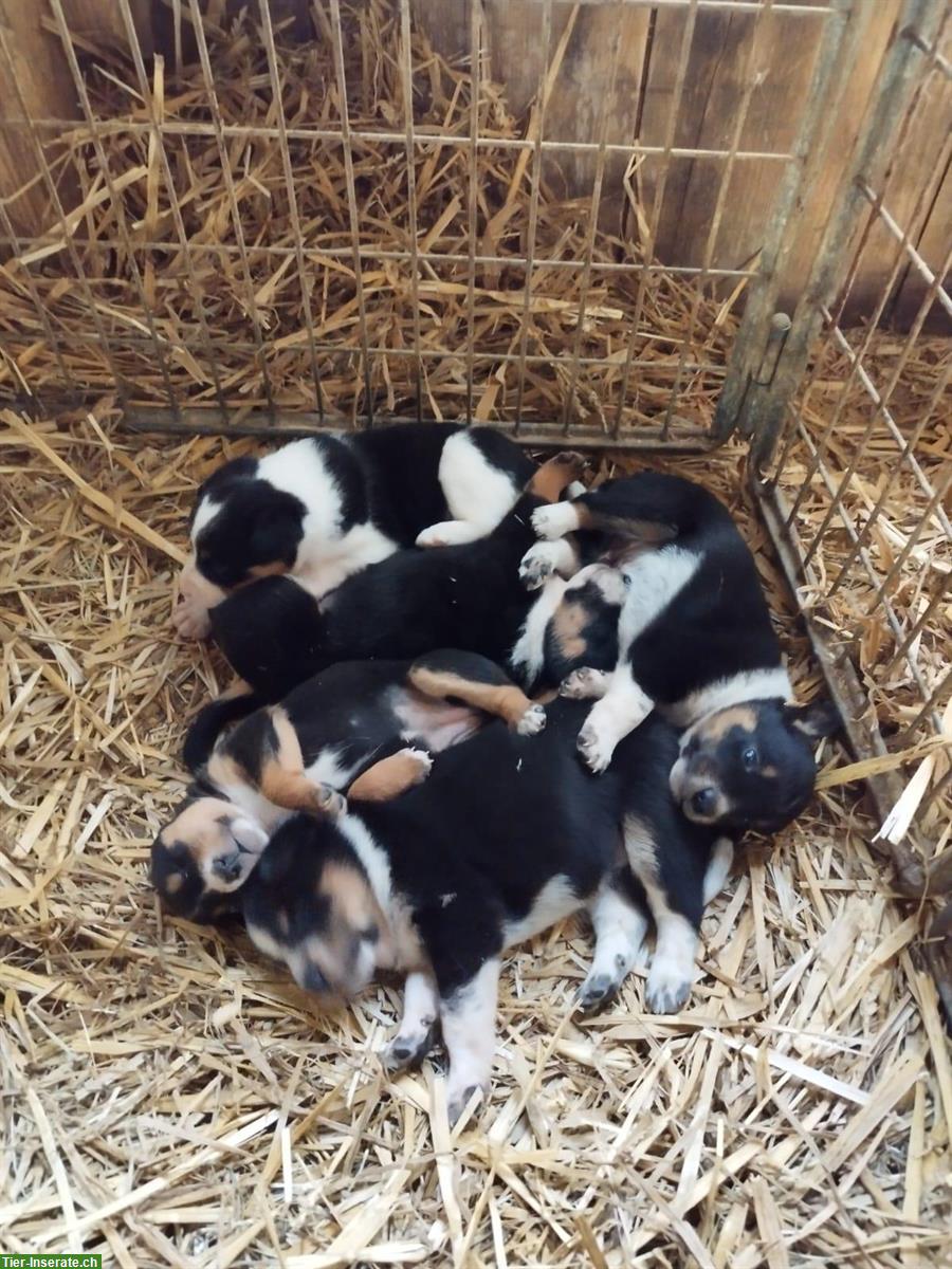 Bild 3: Cattle Dog mix Welpen suchen ein Zuhause