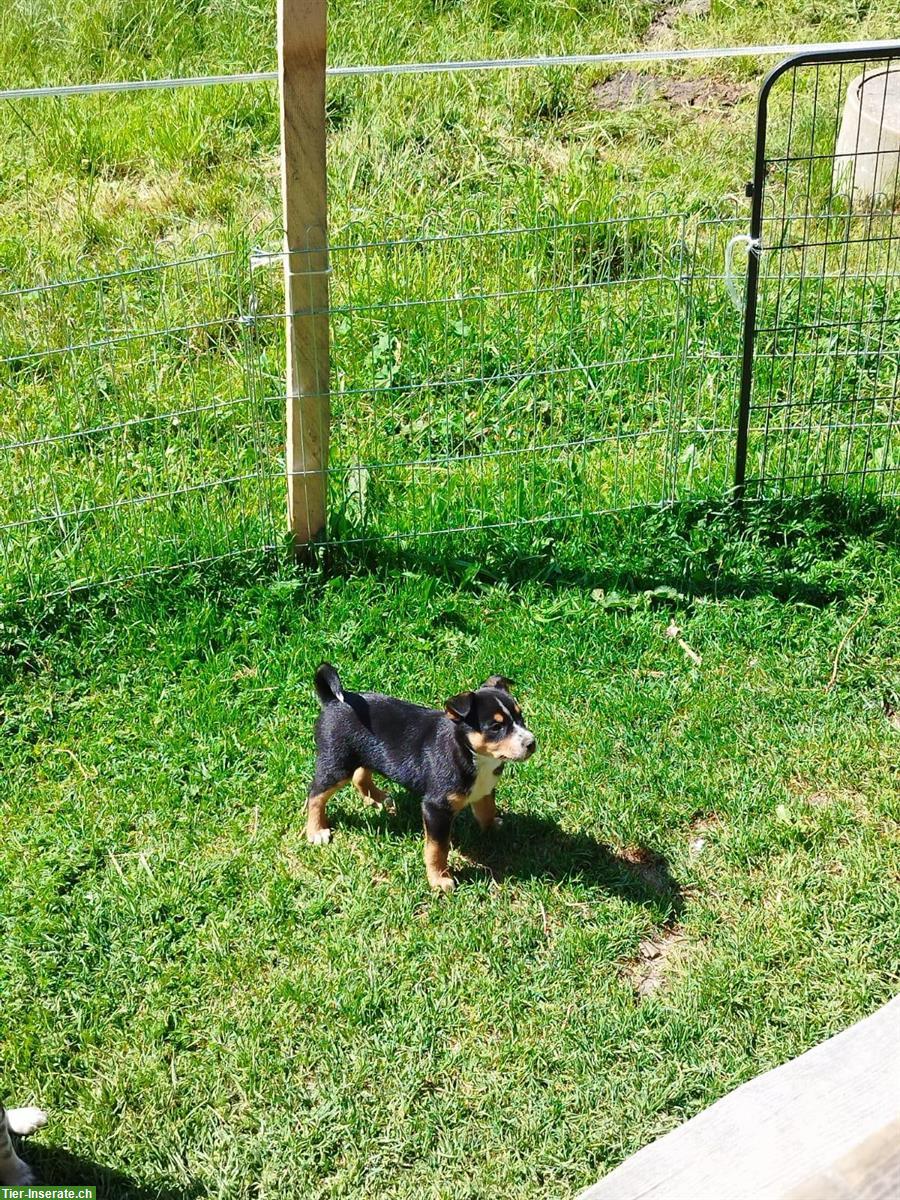 Bild 4: Cattle Dog mix Welpen suchen ein Zuhause