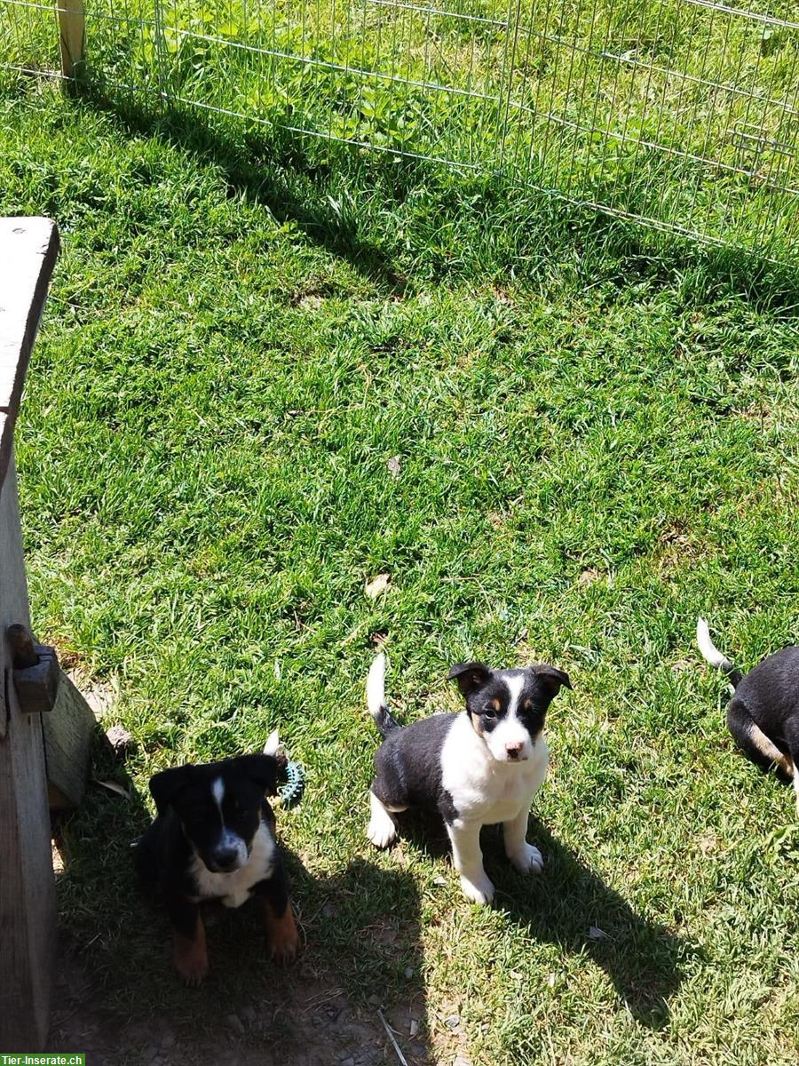 Bild 5: Cattle Dog mix Welpen suchen ein Zuhause