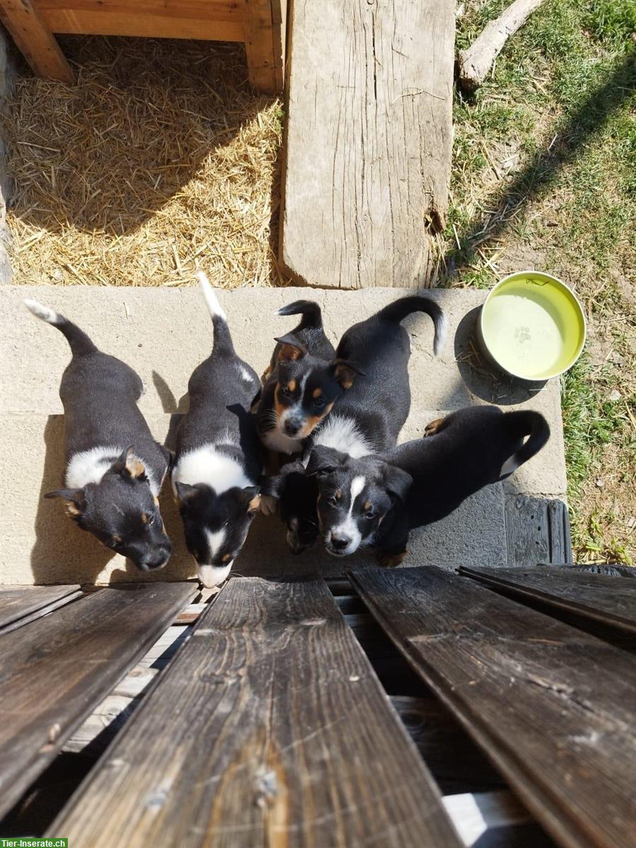 Bild 6: Cattle Dog mix Welpen suchen ein Zuhause