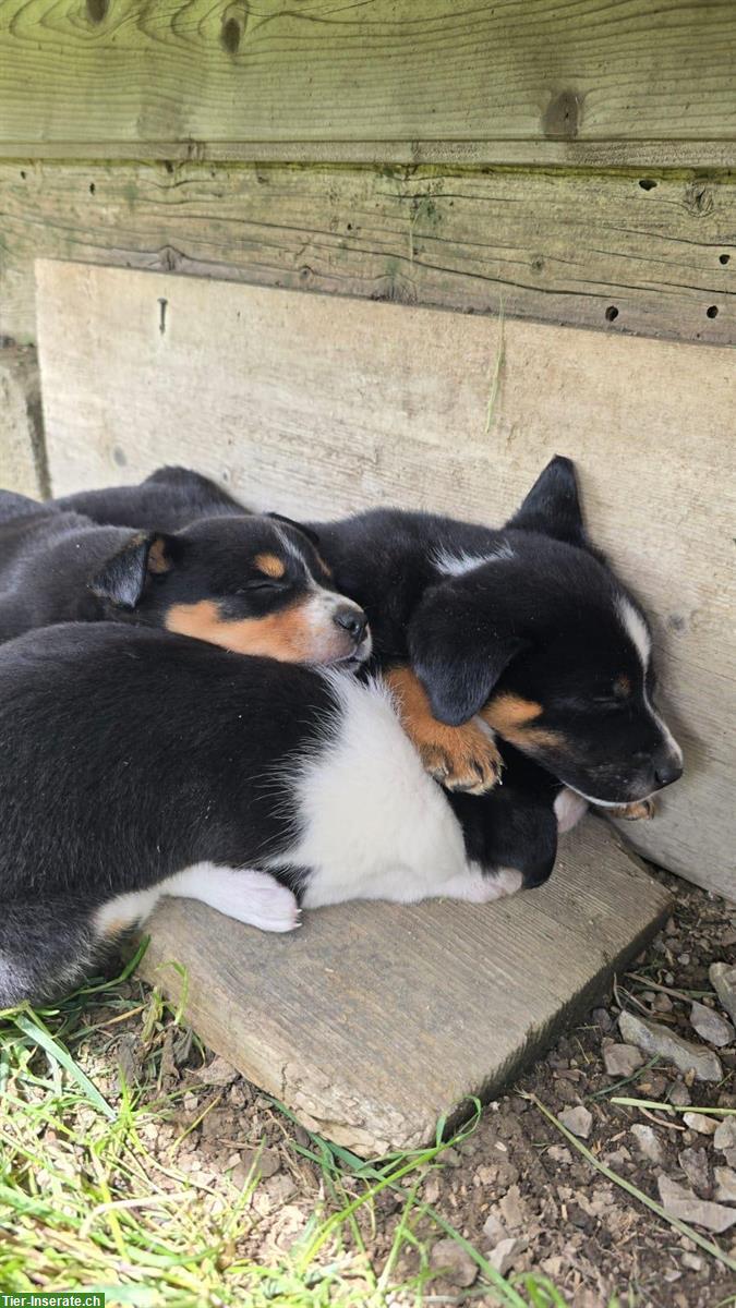 Bild 7: Cattle Dog mix Welpen suchen ein Zuhause
