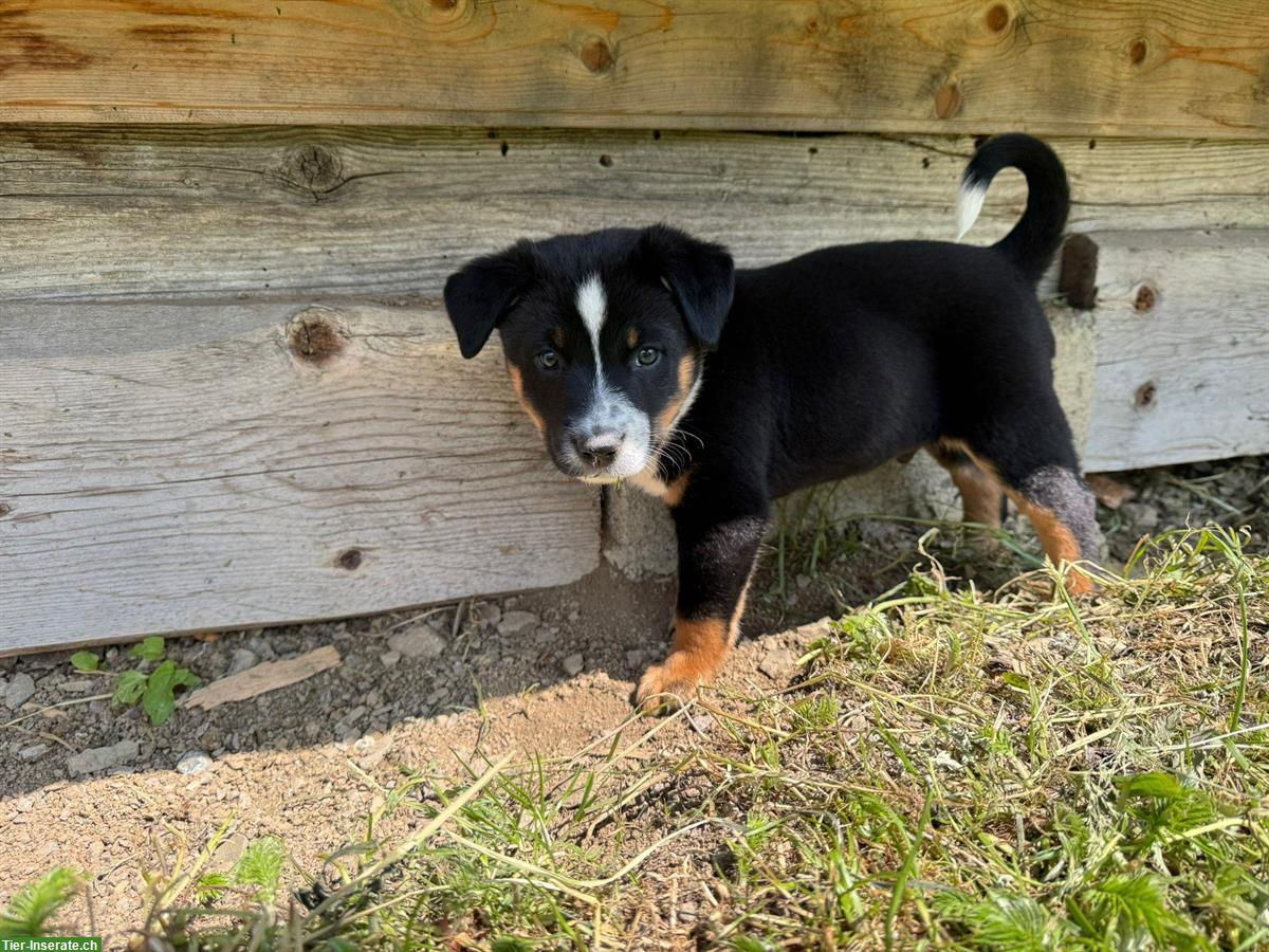 Bild 8: Cattle Dog mix Welpen suchen ein Zuhause