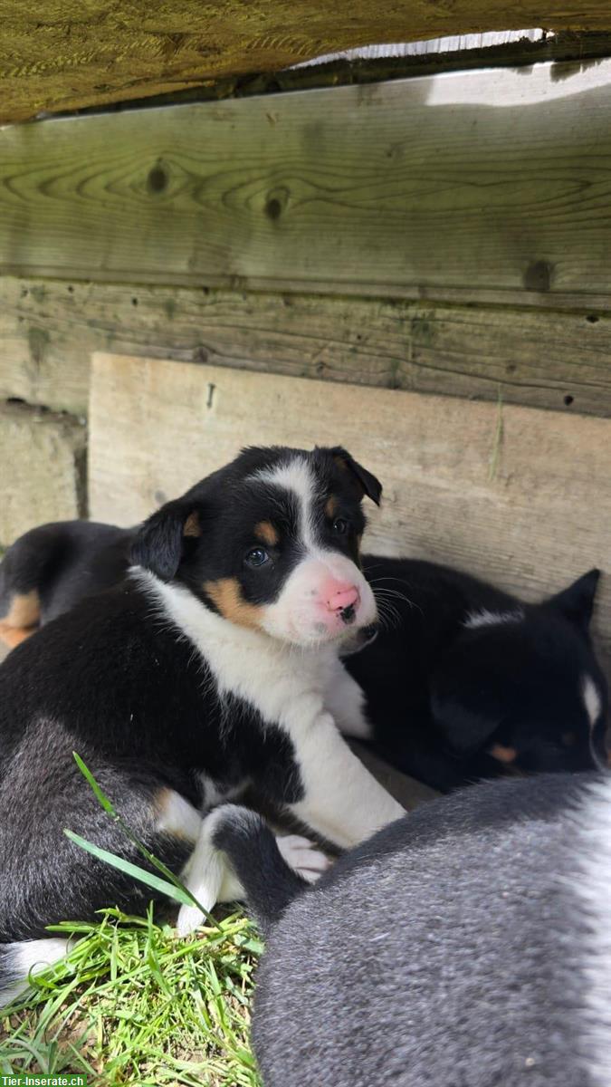 Bild 9: Cattle Dog mix Welpen suchen ein Zuhause