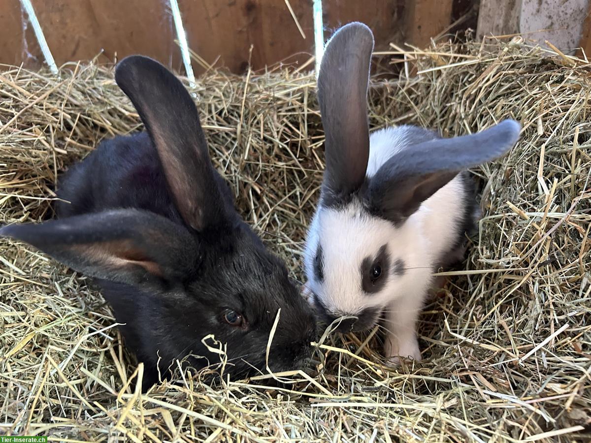 Junge Kaninchen, männlich zu verkaufen