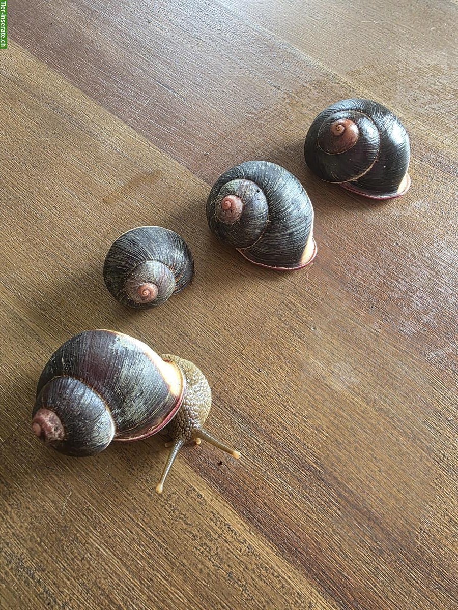 Bild 2: Acavus haemastoma Schnecken, Regenwald Baumschnecke