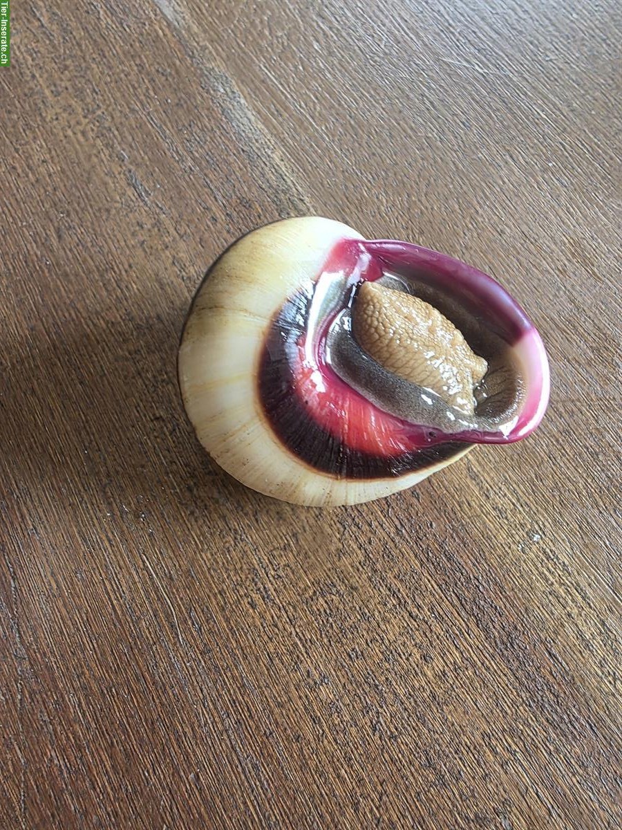 Bild 3: Acavus haemastoma Schnecken, Regenwald Baumschnecke