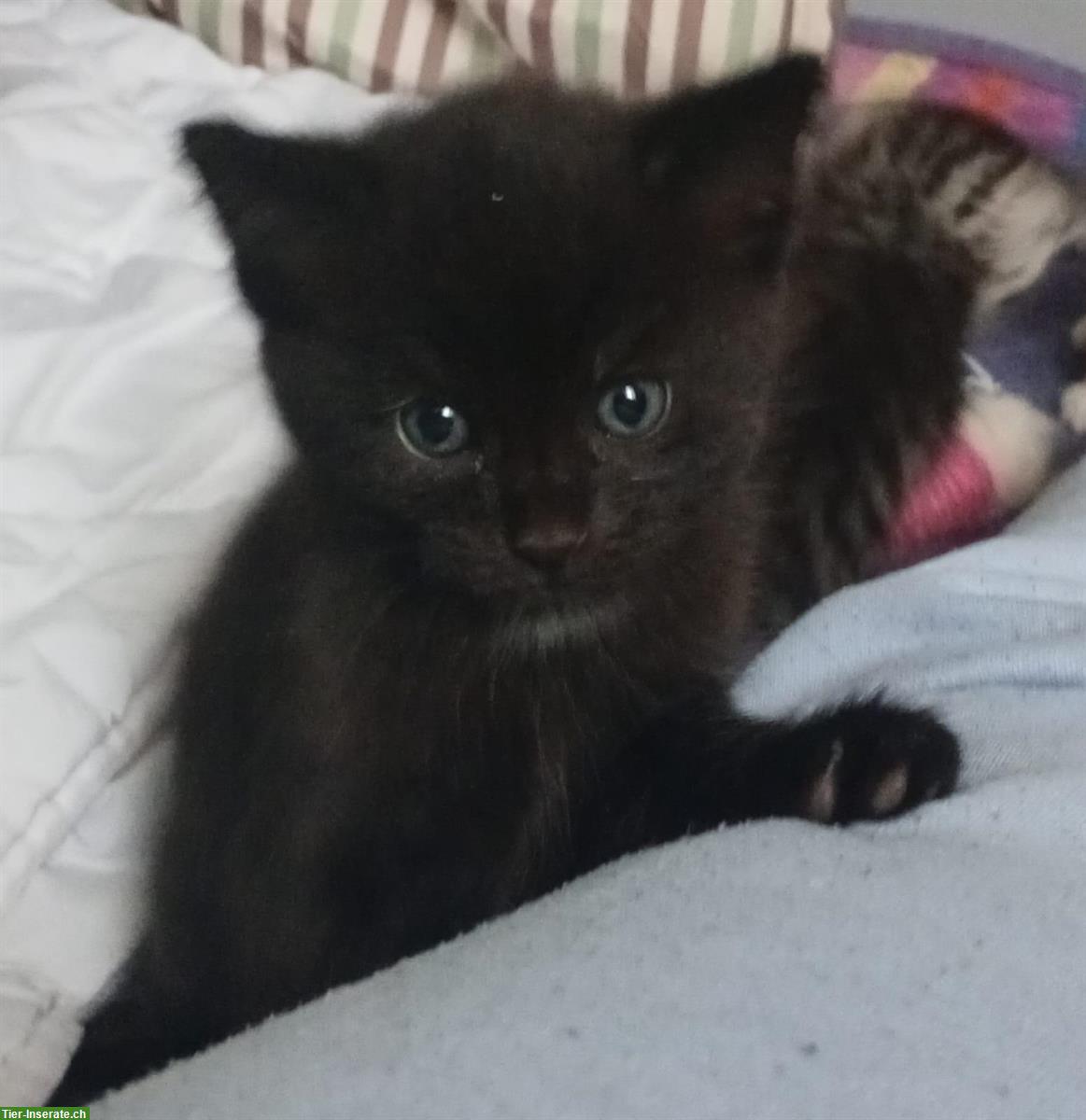 Junger Maine Coon Mix Kater sucht liebes Zuhause