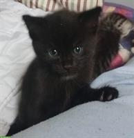 Junger Maine Coon Mix Kater sucht liebes Zuhause