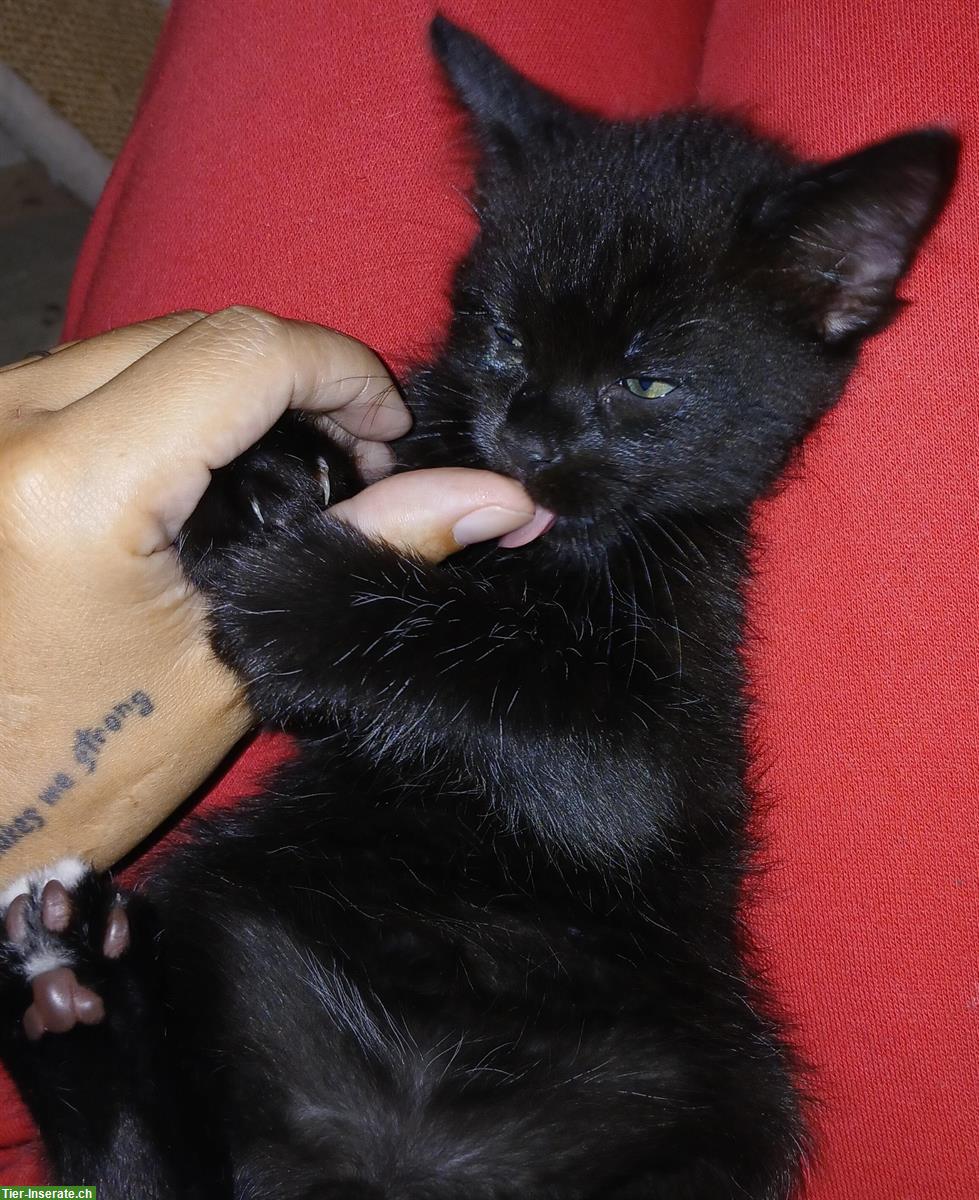 Bild 2: Junger Maine Coon Mix Kater sucht liebes Zuhause