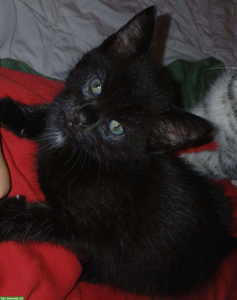 Bild 3: Junger Maine Coon Mix Kater sucht liebes Zuhause