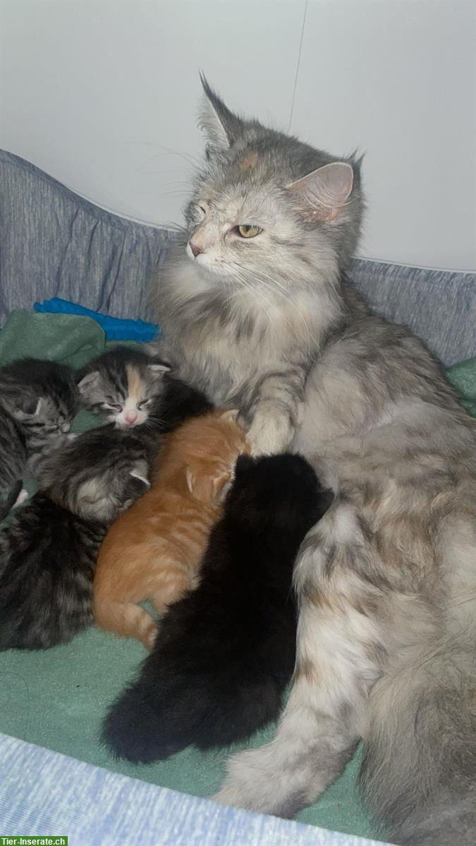 Bild 4: Junger Maine Coon Mix Kater sucht liebes Zuhause