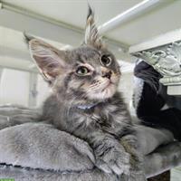 Wunderschöne Maine Coon Kitten mit Stammbaum