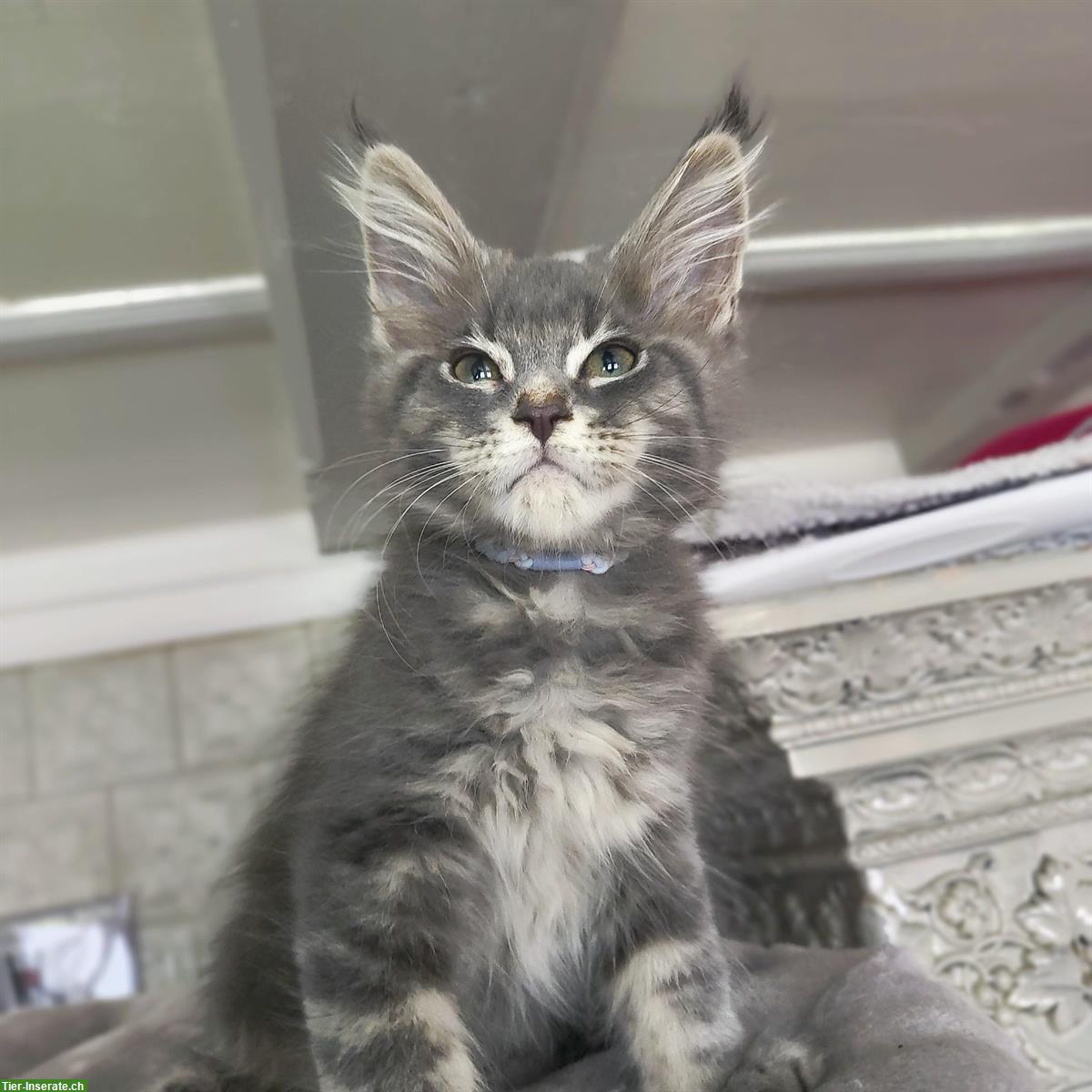 Bild 2: Wunderschöne Maine Coon Kitten mit Stammbaum
