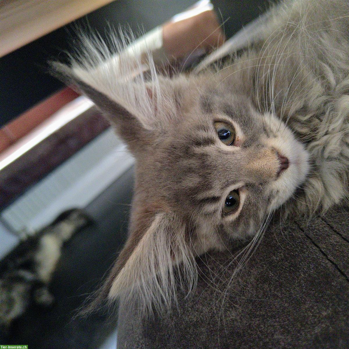 Bild 3: Wunderschöne Maine Coon Kitten mit Stammbaum