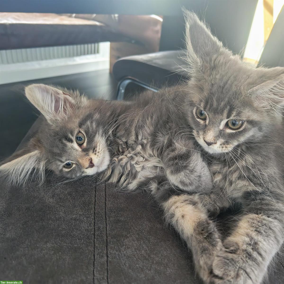 Bild 4: Wunderschöne Maine Coon Kitten mit Stammbaum