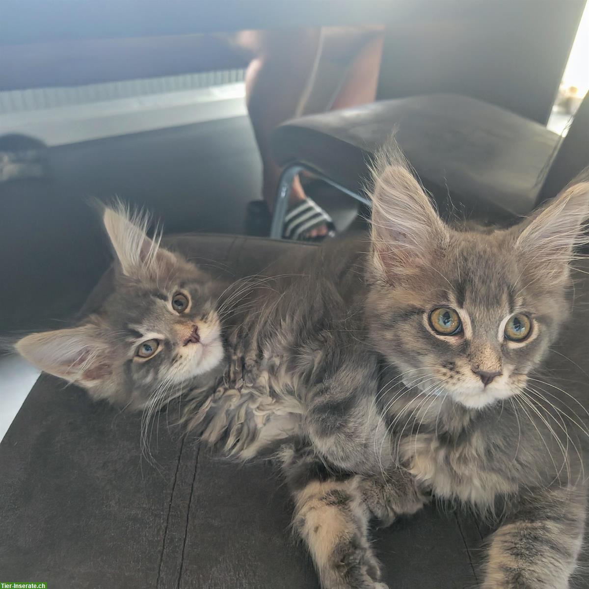 Bild 5: Wunderschöne Maine Coon Kitten mit Stammbaum