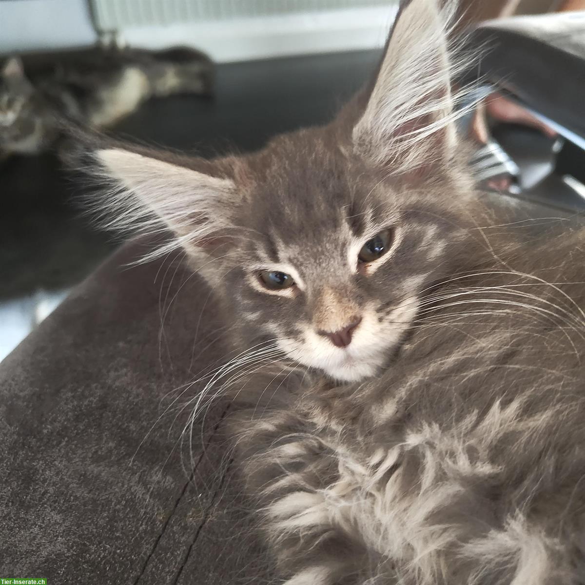 Bild 6: Wunderschöne Maine Coon Kitten mit Stammbaum