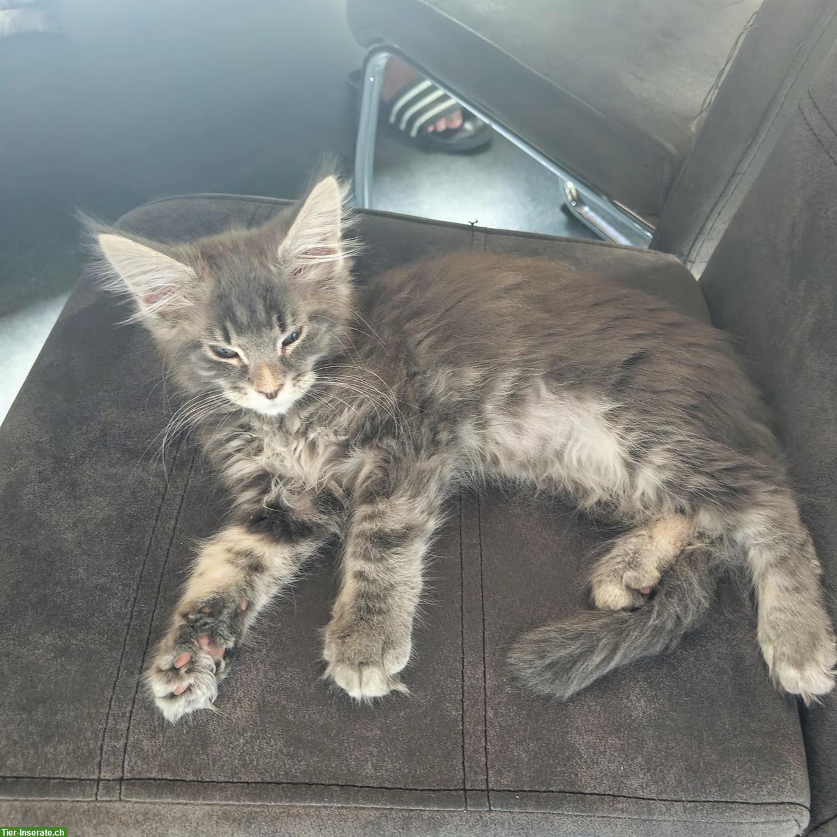 Bild 7: Wunderschöne Maine Coon Kitten mit Stammbaum
