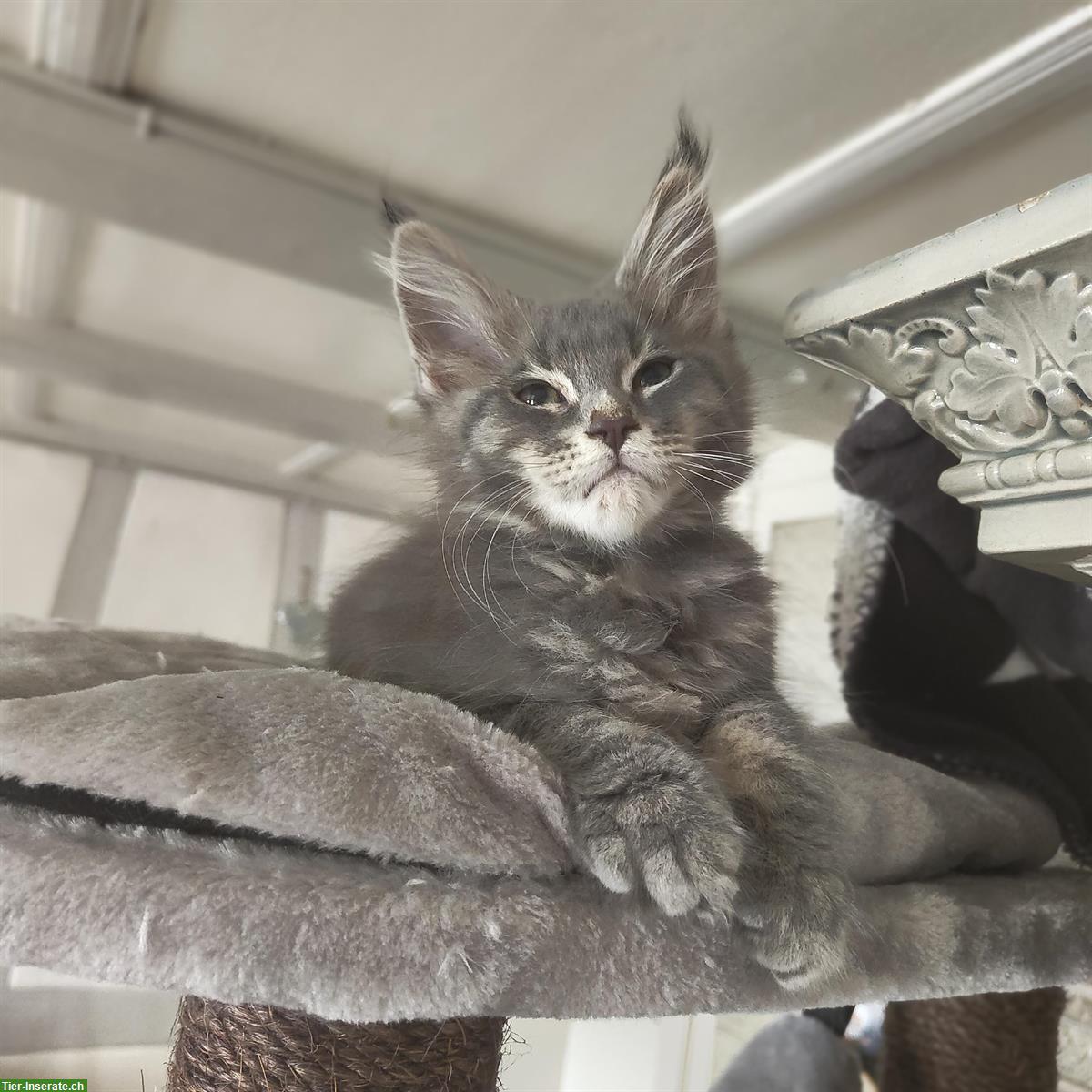 Bild 8: Wunderschöne Maine Coon Kitten mit Stammbaum
