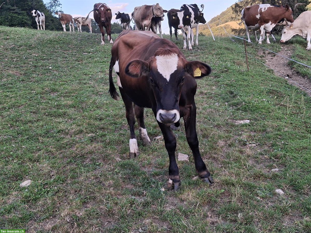 Rinder in diversen Alter zu verkaufen