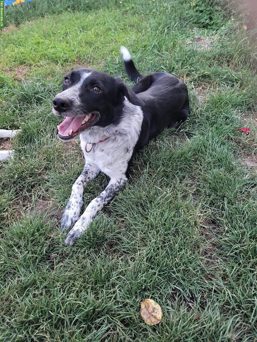 3-jährige Border Collie Hündin zu verkaufen
